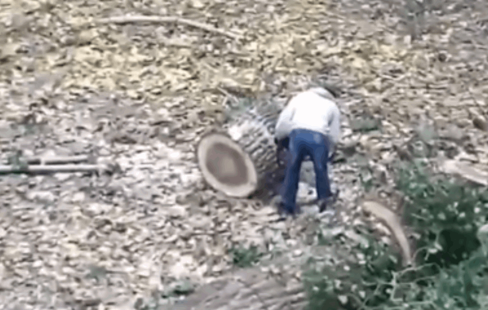 BESPRAVNA SEČA DRVA U CENTRU BEOGRADA: Isekli i ukrali stabla usred bela dana (VIDEO)